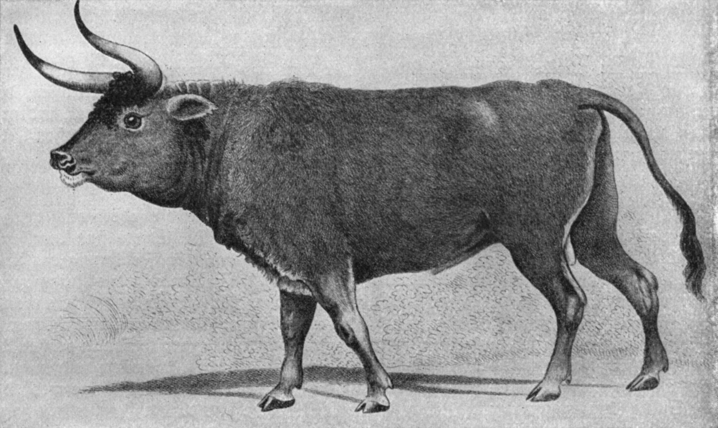 牛肉の起源